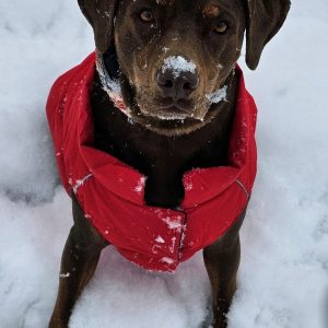 Coco Snow